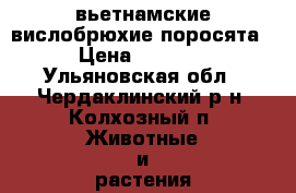 вьетнамские вислобрюхие поросята › Цена ­ 2 500 - Ульяновская обл., Чердаклинский р-н, Колхозный п. Животные и растения » Другие животные   